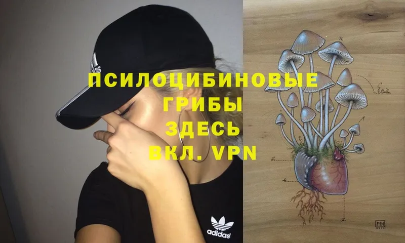 как найти   Менделеевск  Псилоцибиновые грибы Psilocybe 